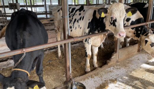 【体験談】「ウシに会いたい」子どもの思いを叶えてみました【広島市近辺】